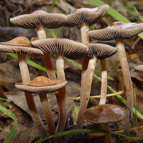 Discovering the Magic Mushroom Community on Etsy